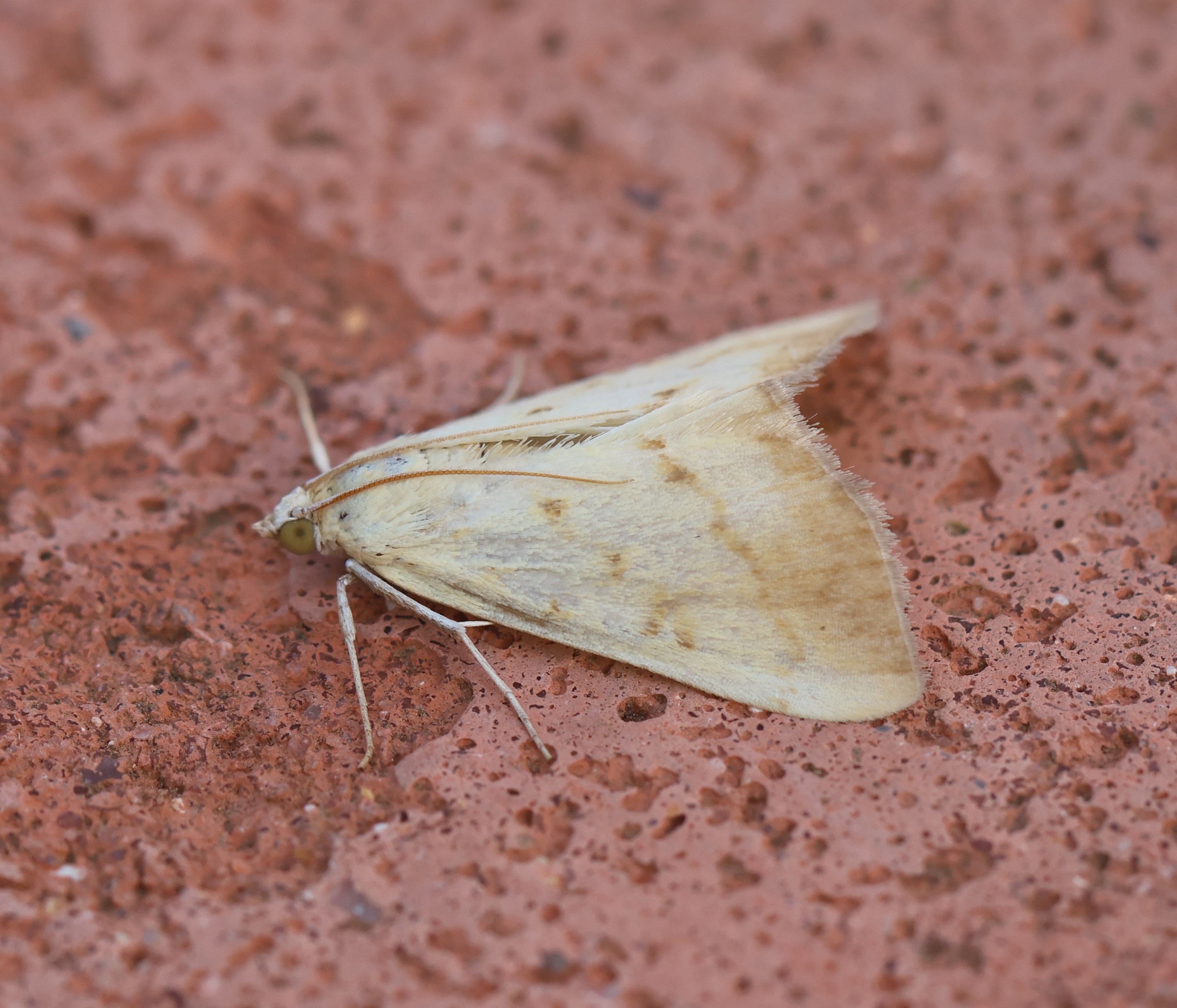 Photo of Marbled Yellow Pearl (Evergestis extimalis)